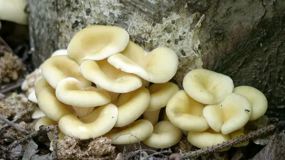 Pilze an einem Baumstamm