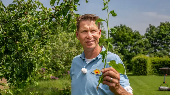 Gärtner Peter Rasch hält einen ausgerissenen Wasserschoss in der Hand