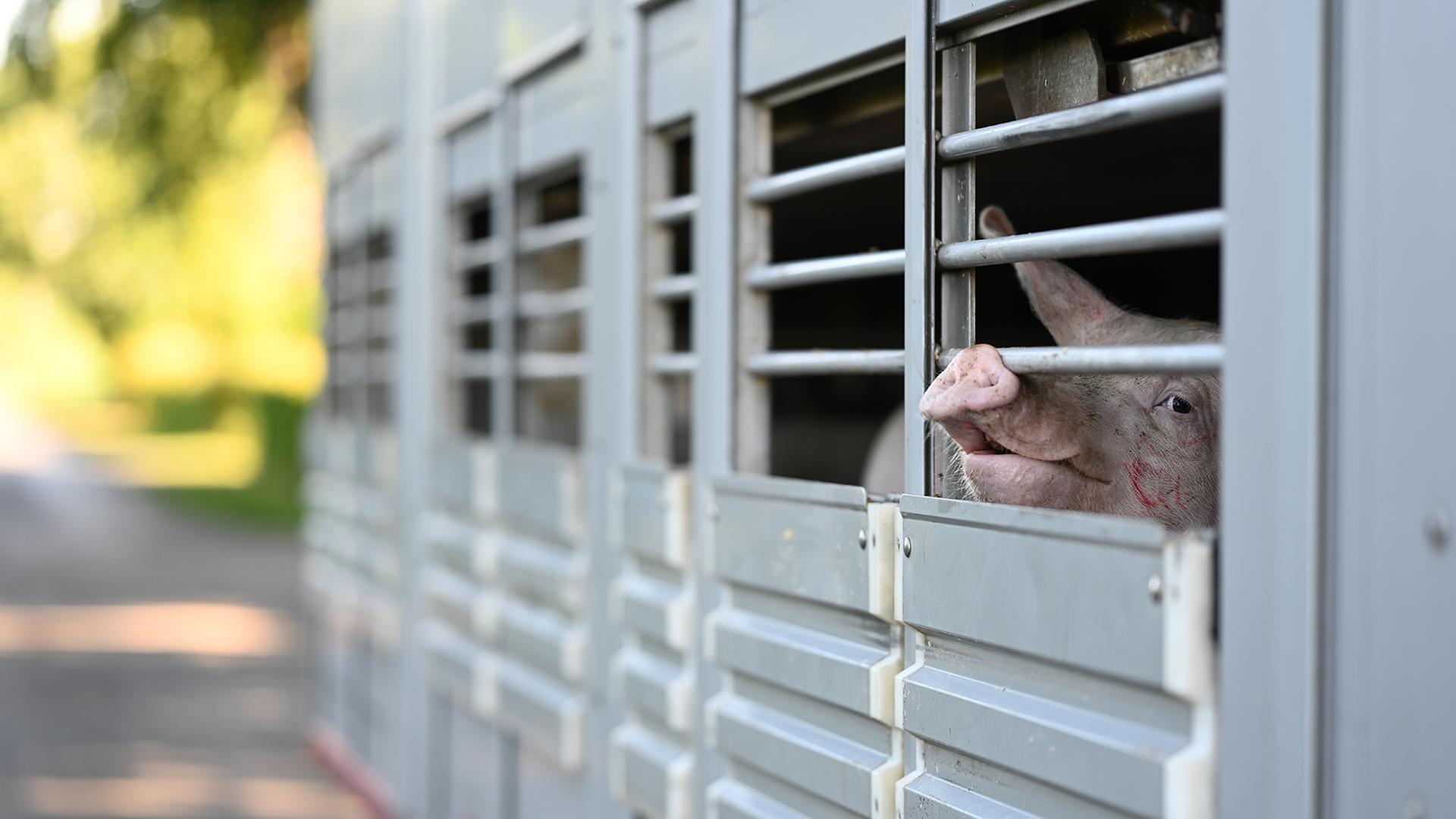 Schweine warten in einen Anhänger auf den Transport zum Schlachthof. | picture alliance/Lars Klemmer/dpa, Lars Klemmer