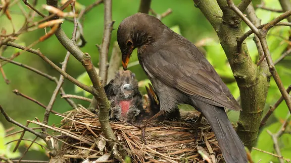 Vögel bauen ihre Nester gern in dichten Hecken. | imago images / BIA Eine Amsel füttert ihre Jungen im Nest