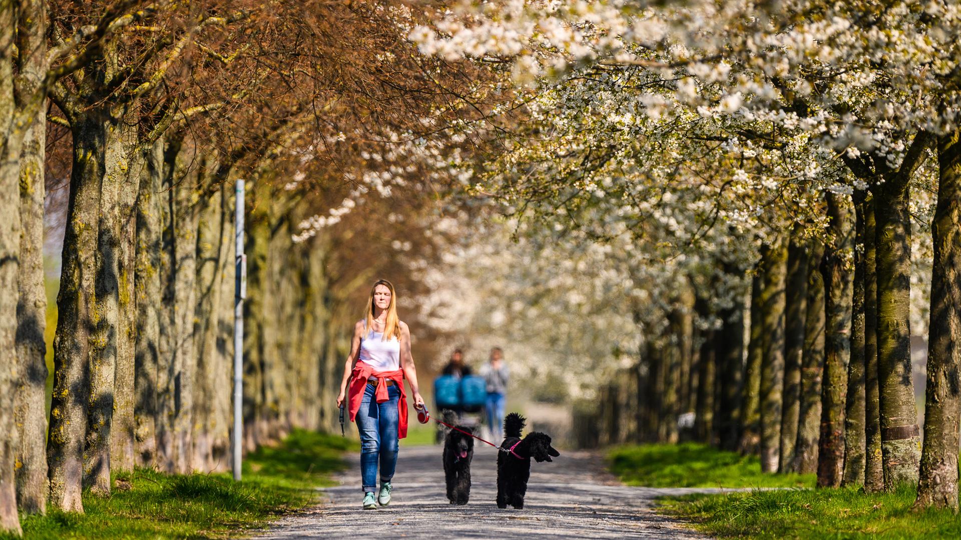 Eine Frau mit zwei Königspudeln geht durch eine Allee mit blühenden Kirschbäumen. | picture alliance/dpa | Christophe Gateau