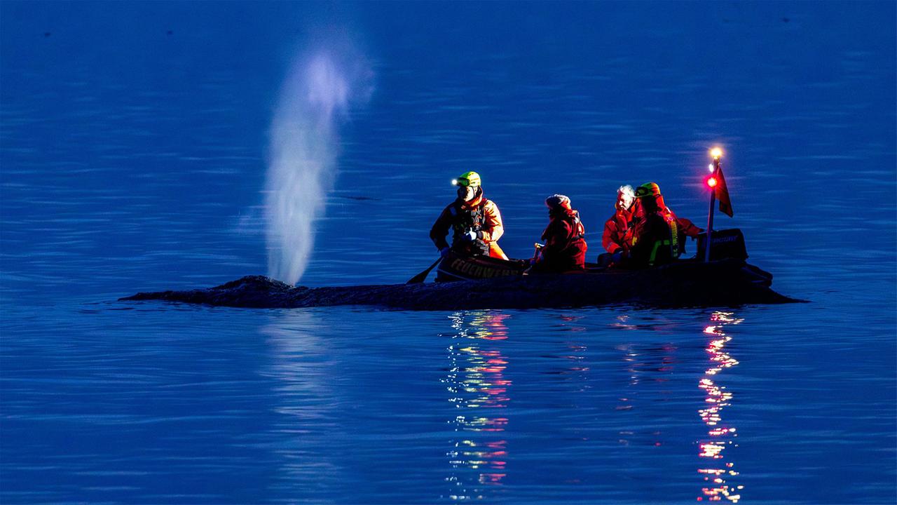 Schleswig-Holstein: Gestrandeter Wal in Lübecker Bucht entdeckt