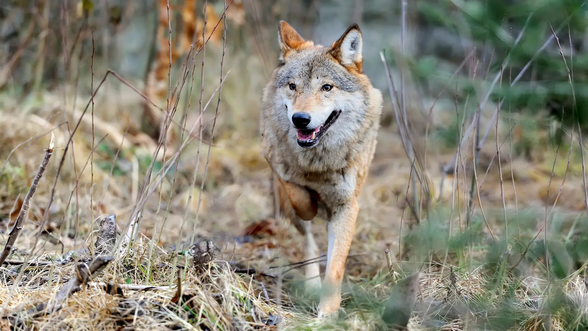 Wolf im Landkreis Helmstedt darf abgeschossen werden