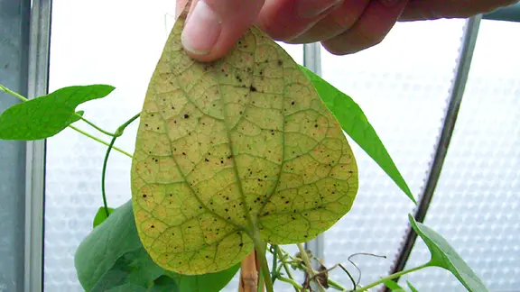 Gelblich und schlaff: So sieht ein von Spinnmilben befallenes Blatt aus. | NDR, Ralf Walter Ein von Spinnmilben befallenes Pflanzenblatt.