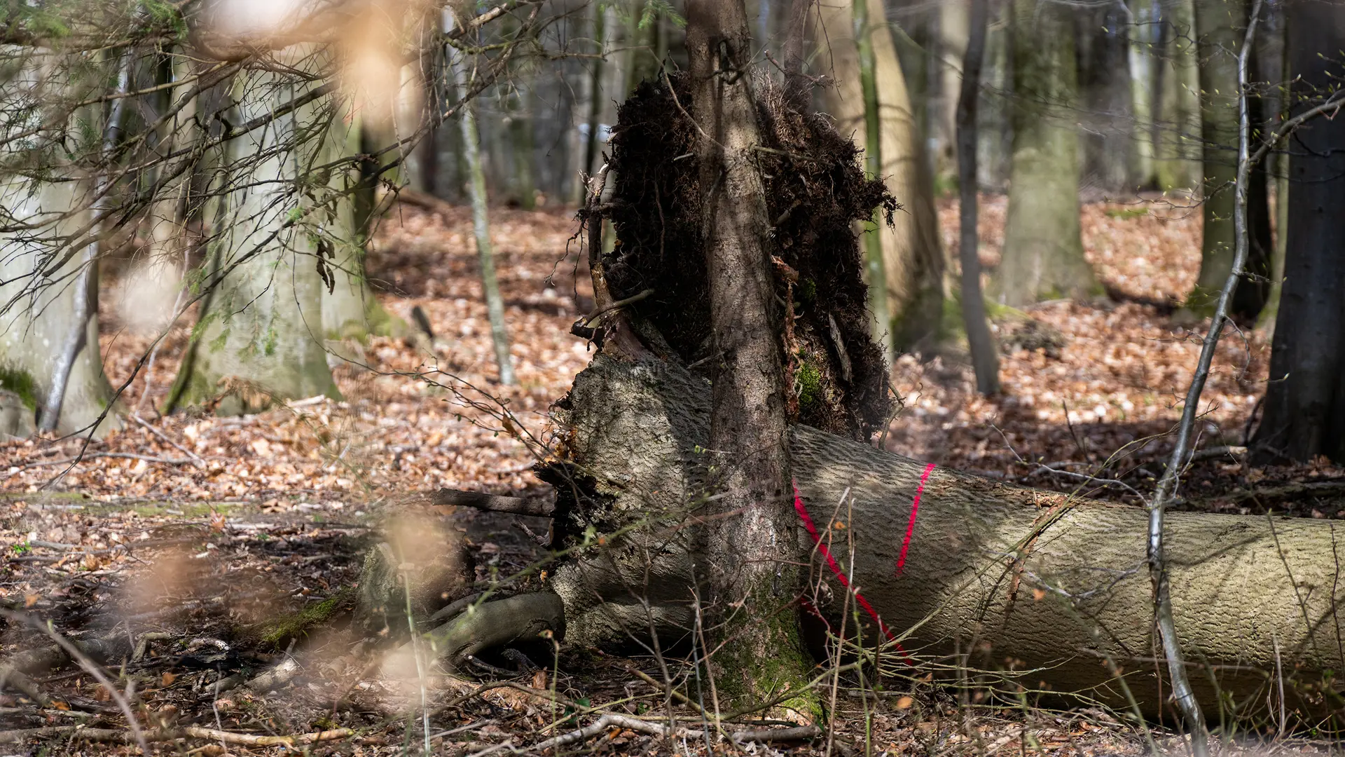 Bei Flensburg: Mehrere Menschen beim Ostereiersuchen von Baum erschlagen