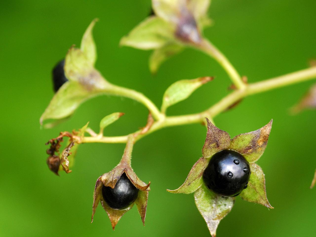 Giftige Pflanzen im Garten: Welche Arten sind gefhrlich? | ndr.de
