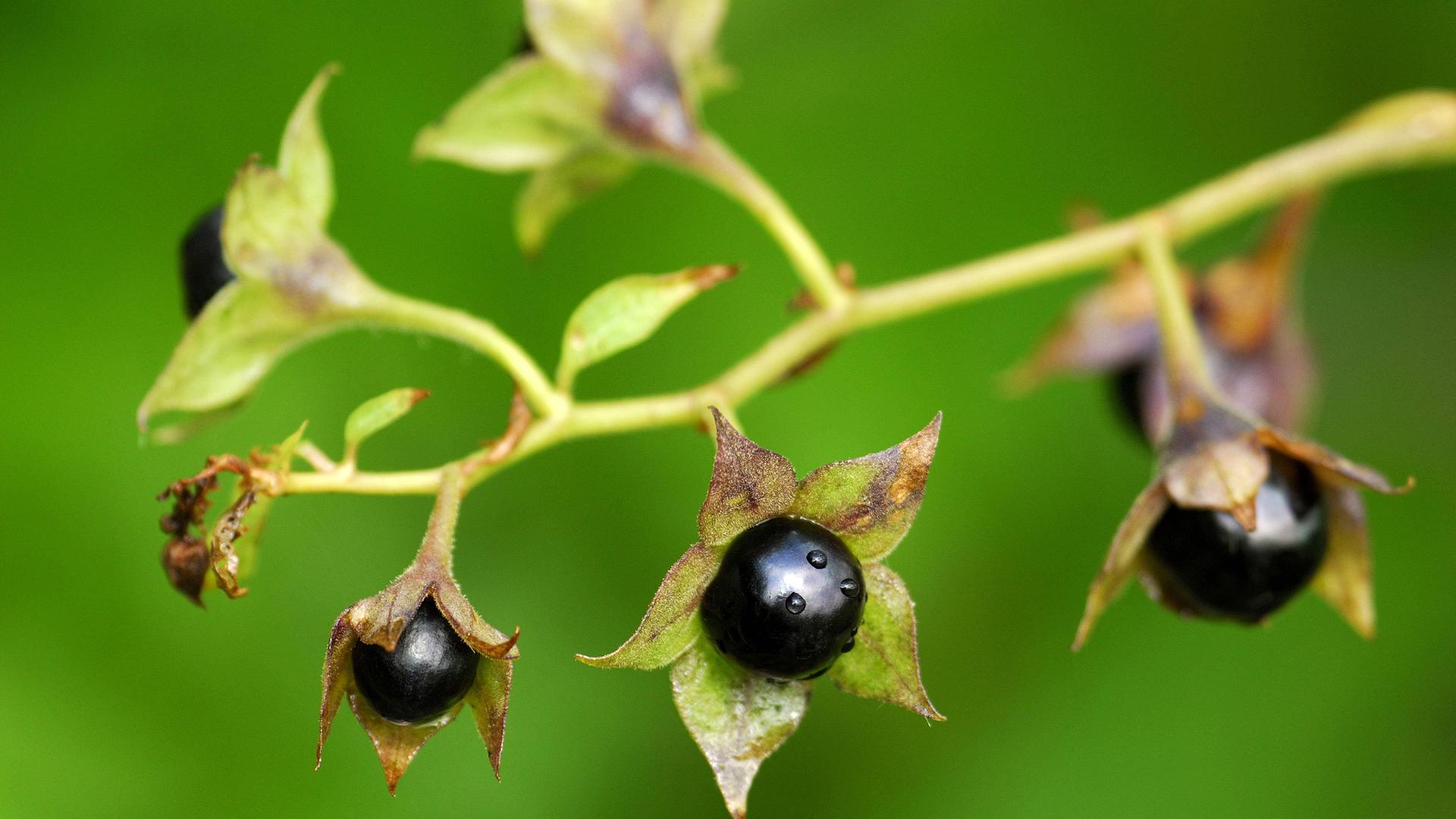 zimmerpflanze anthurie Anthurie „Black Velvet“ – HappiestPlants main image 1
