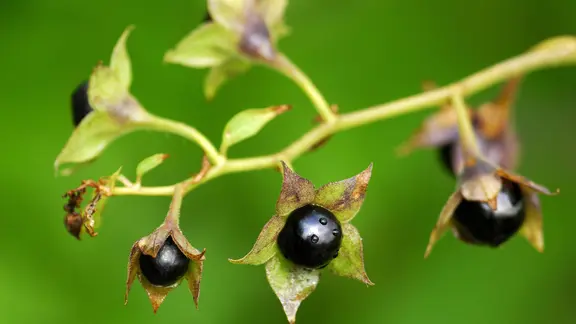 Die Beeren einer Tollkirsche hängen an einem Ast