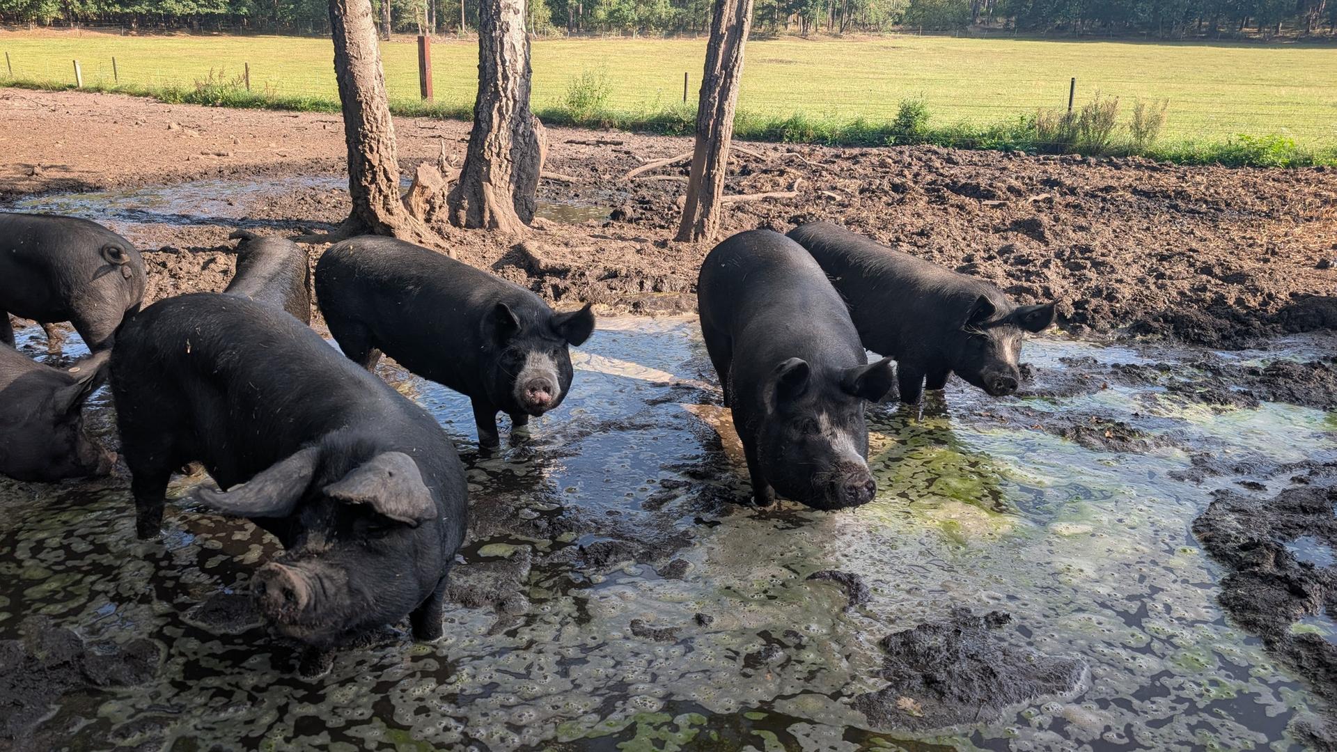 Mehrere Schweine stehen in einer Suhle in ihrem Gehege. | NDR, Tabea Pander