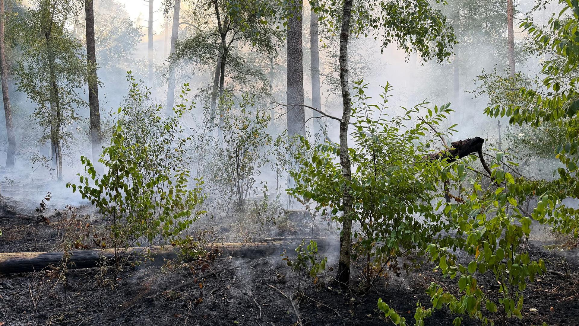 Rauch steigt bei einem Waldbrand bei Lingen vom verbrannten Boden auf. | Matthias Brüning/dpa +++ dpa-Bildfunk