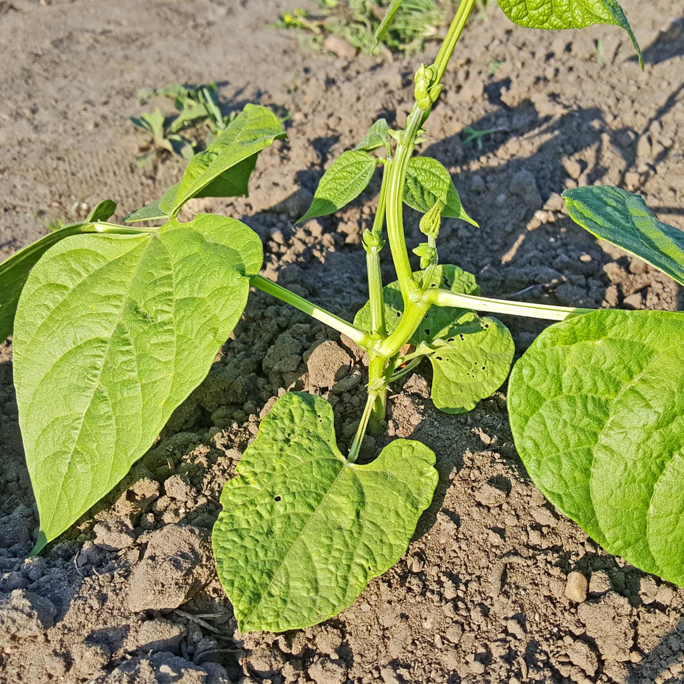 bambus fargesia rufa düngen Gartenbambus - Fargesia rufa main image 0