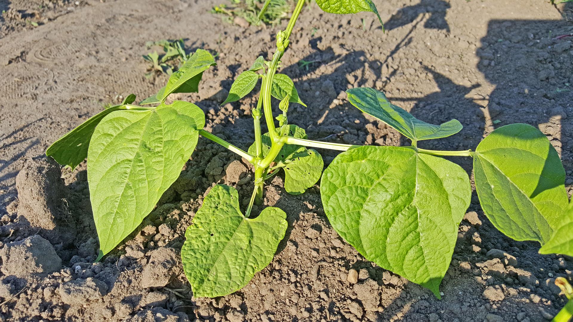 Bohnen pflanzen in Topf und Beet | ndr.de