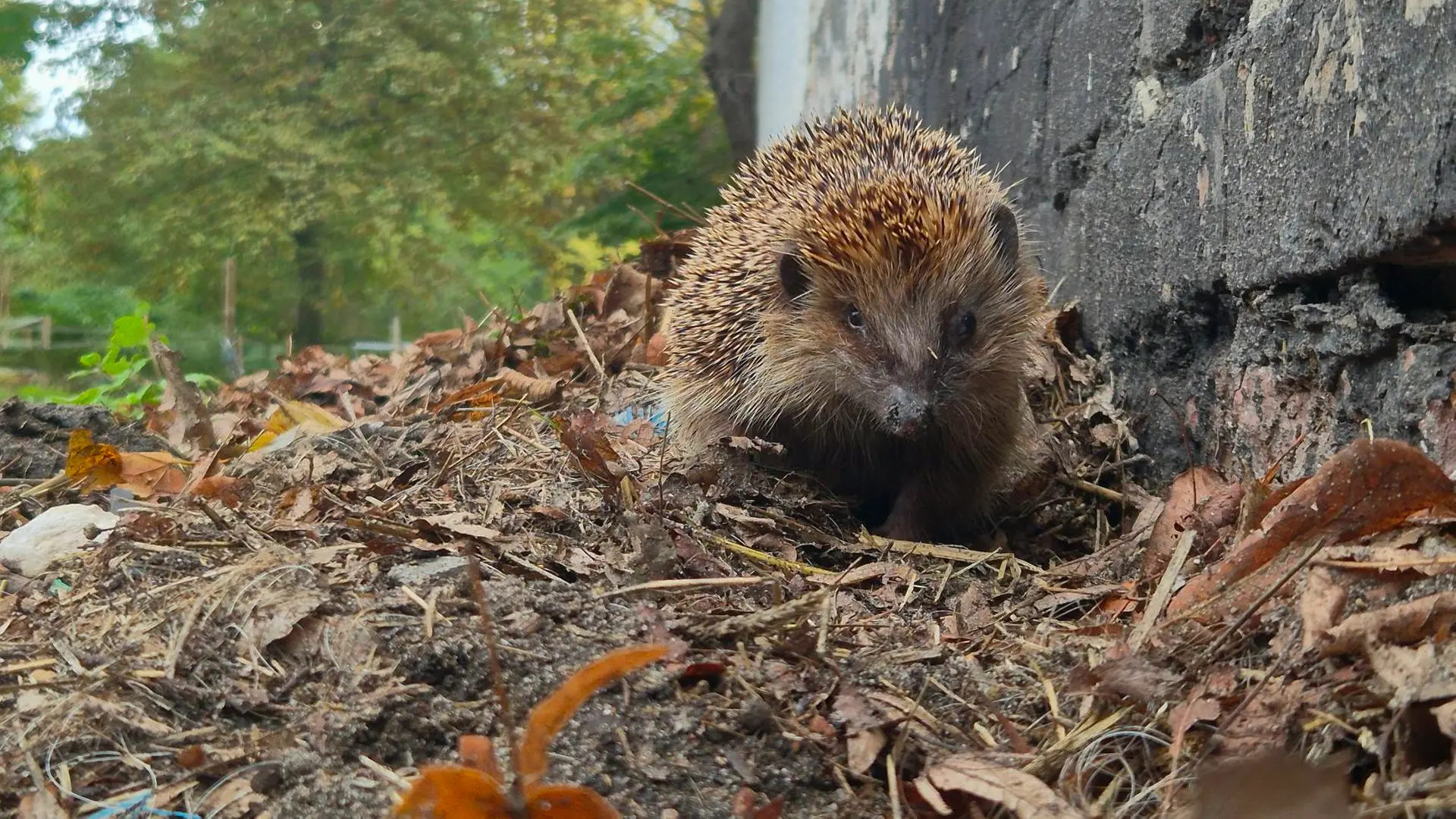 Man caught travelling without a ticket with hedgehog in his clothing