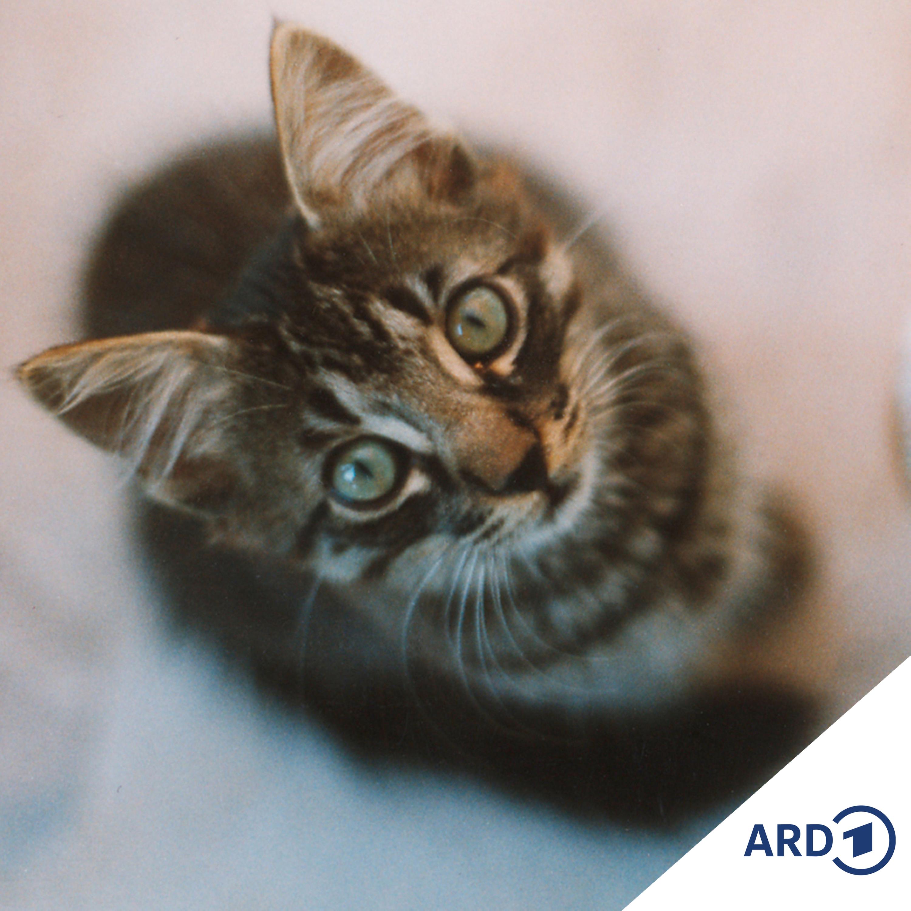 Katten-Versekern
