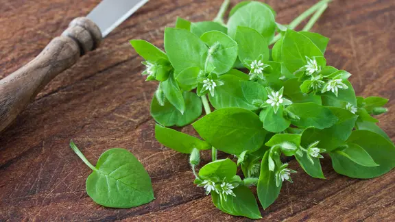 Vogelmiere (Stellaria media)