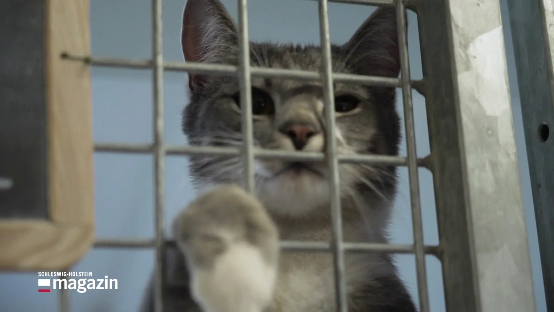 Spendenkampagne: Tierheim Elmshorn kurz vor dem Aus