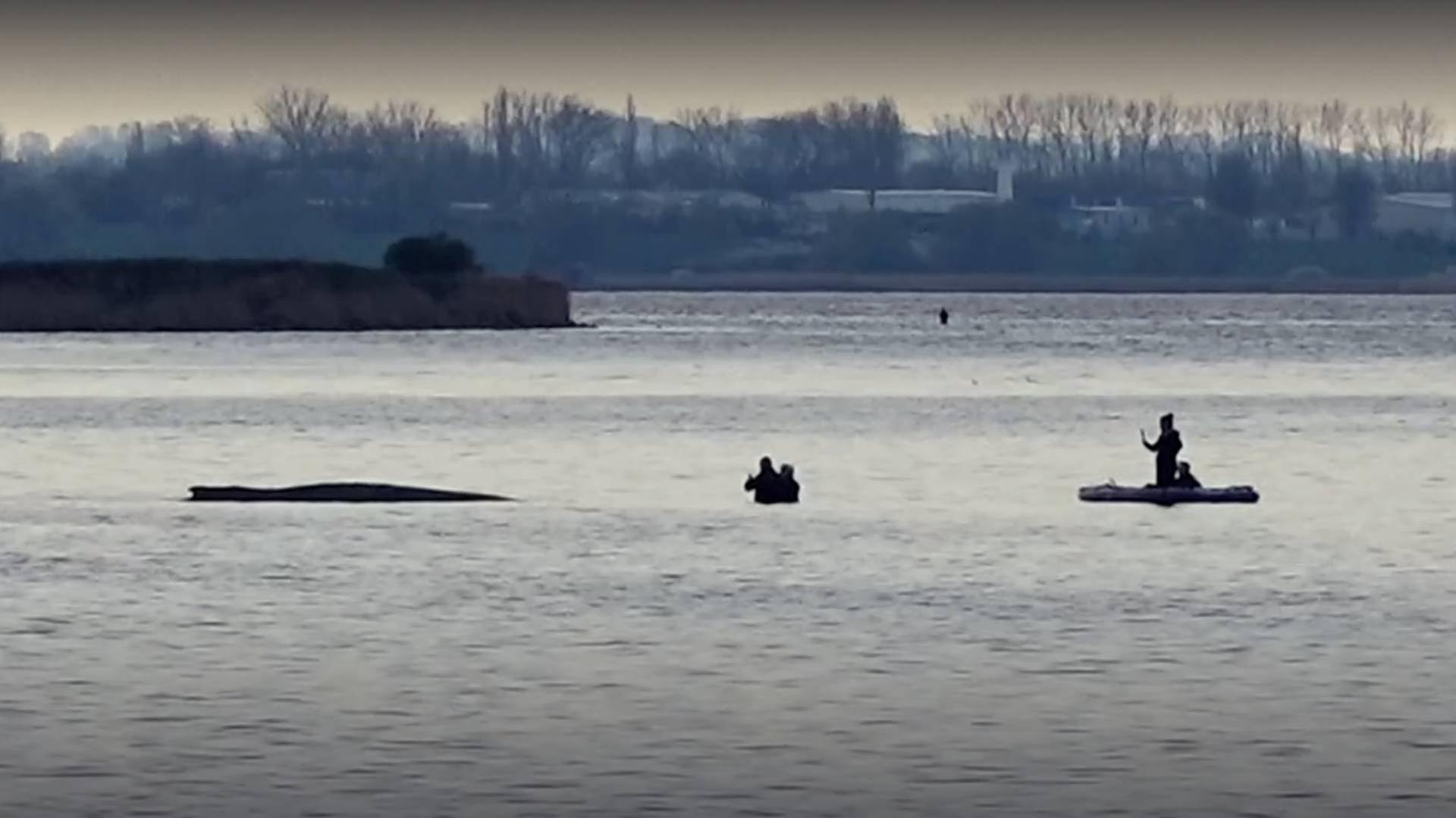 Am Morgen nÃ¤herten sich Menschen auch auf einem SUP dem Wal. | NDR