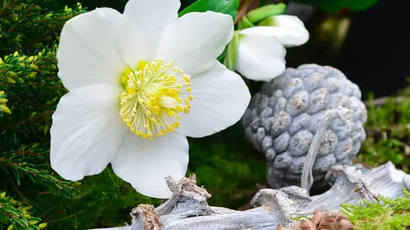 Christrosen gehören eigentlich nach draußen, können aber kurzfristig auch als Deko in der Wohnung stehen. | Fotolia, Stefan Körber Eine blühende Christrose.