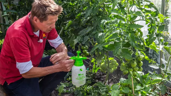 Bltenendfule bei Tomaten: Was hilft dagegen? | ndr.de