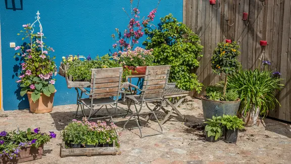 Balkon und Terrasse bienenfreundlich bepflanzen | ndr.de