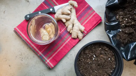 Ingwer, Erde und ein Topf zum Einpflanzen stehen auf einer Fensterbank.