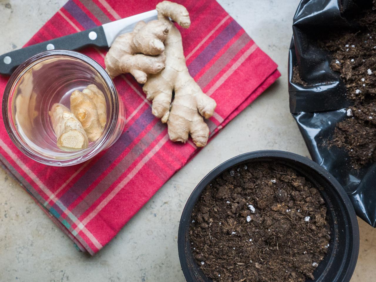 Start der Gartensaison: Pflanzzeit beginnt