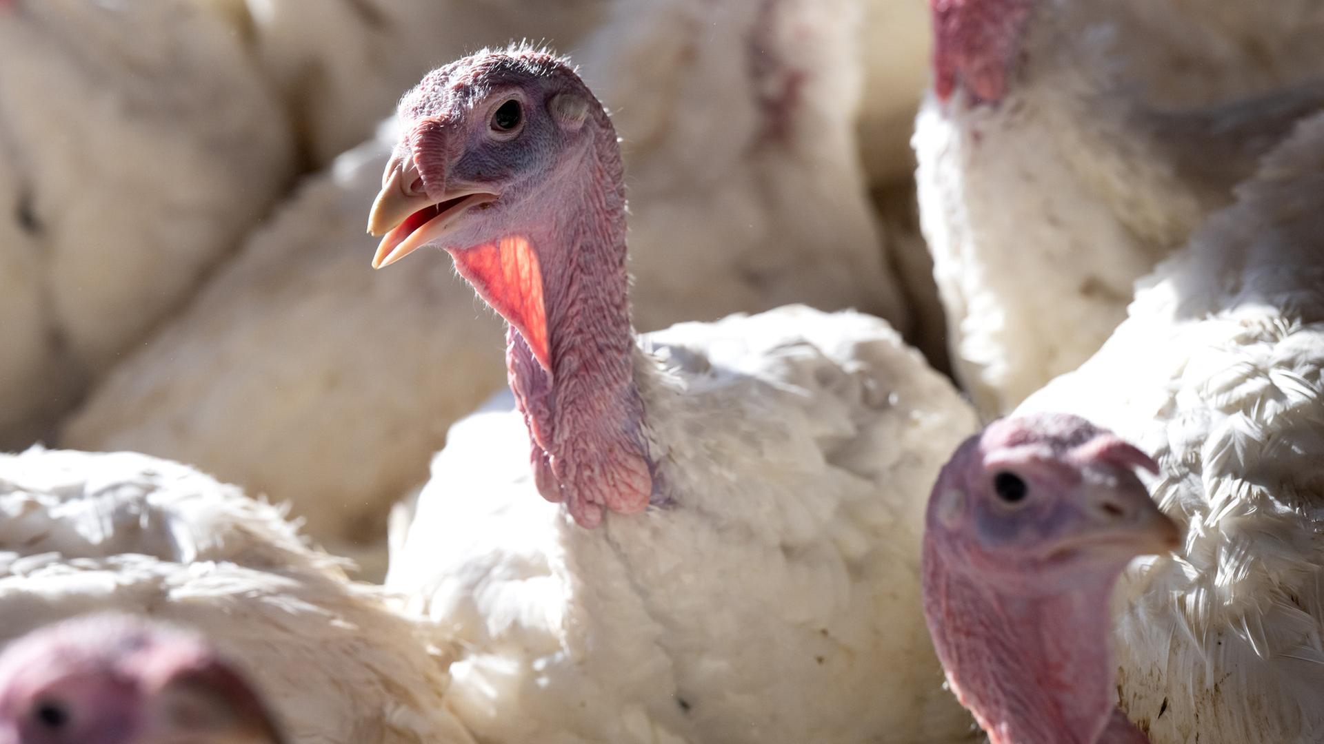 Puten im Stall eines Mastbetriebs. (Themenbild)  | Sven Hoppe, dpa