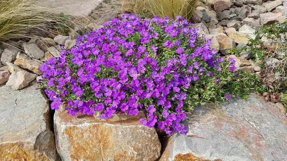 Blaukissen wächst in einem Steingarten