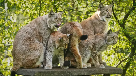 Luchseltern mit Jungtieren im Wildpark Schwarze Berge.