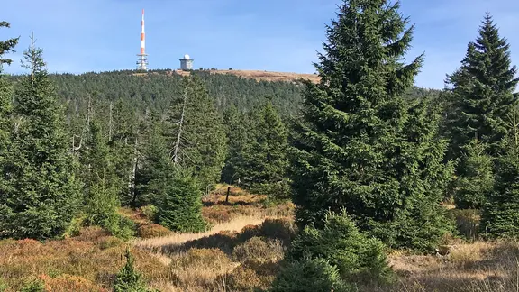 Blick zum Brocken vom Goetheweg im Harz