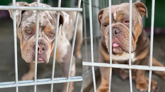 Im Tierheim Dorf Mecklenburg (Landkreis Nordwestmecklenburg) sind über Pfingsten mehrere Hunde gestohlen worden.