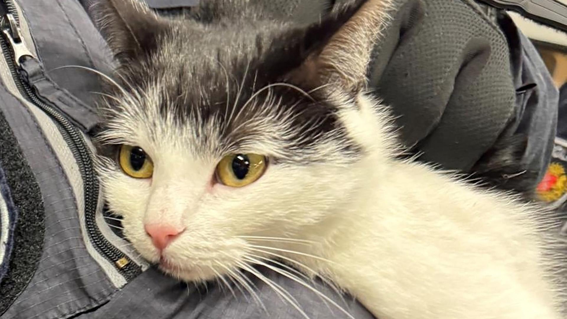 Eine Streife hat eine Katze in einer Regionalbahn in Bremen eingefangen. | Bundespolizeiinspektion Bremen/dpa