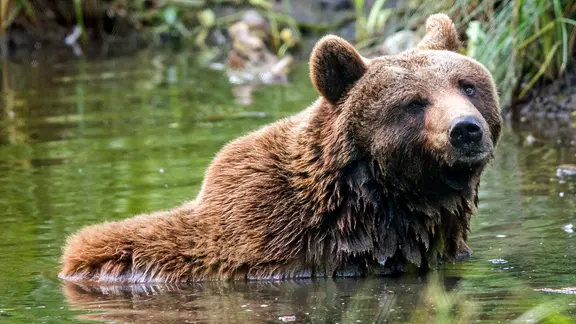 Ein Braunbär badet in einem Teich im Bärenpark Müritz in Stuer in Mecklenburg-Vorpommern