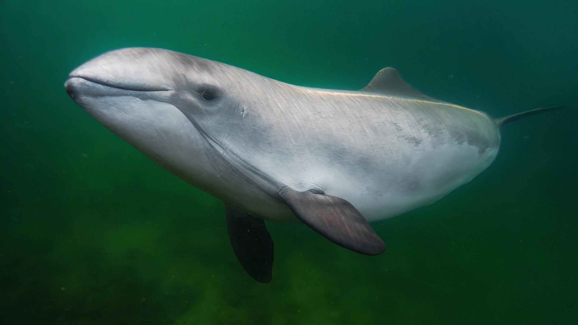 Stralsund: Meeresmuseum startet neues Forschungsprojekt