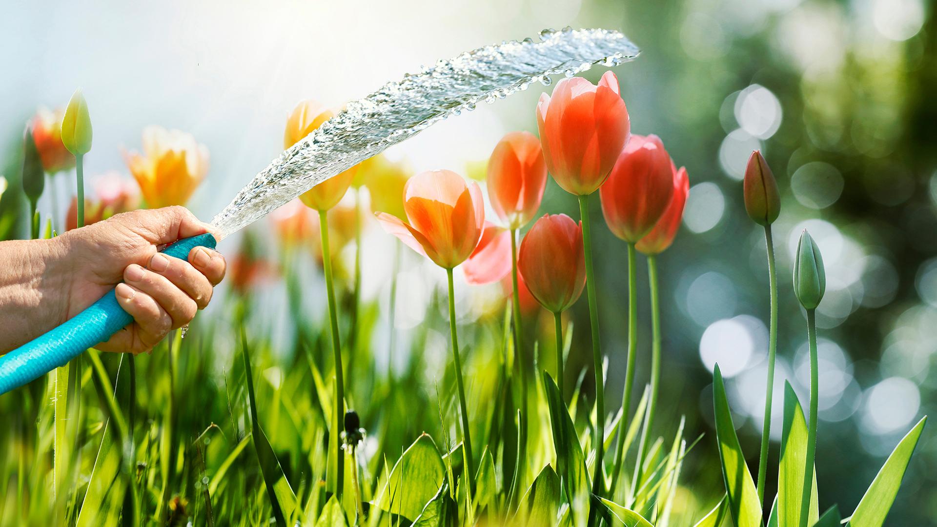 eine Hand hält einen Gartenschlauch vor blühenden Blumen | AdobeStock/bittedankeschön/igor