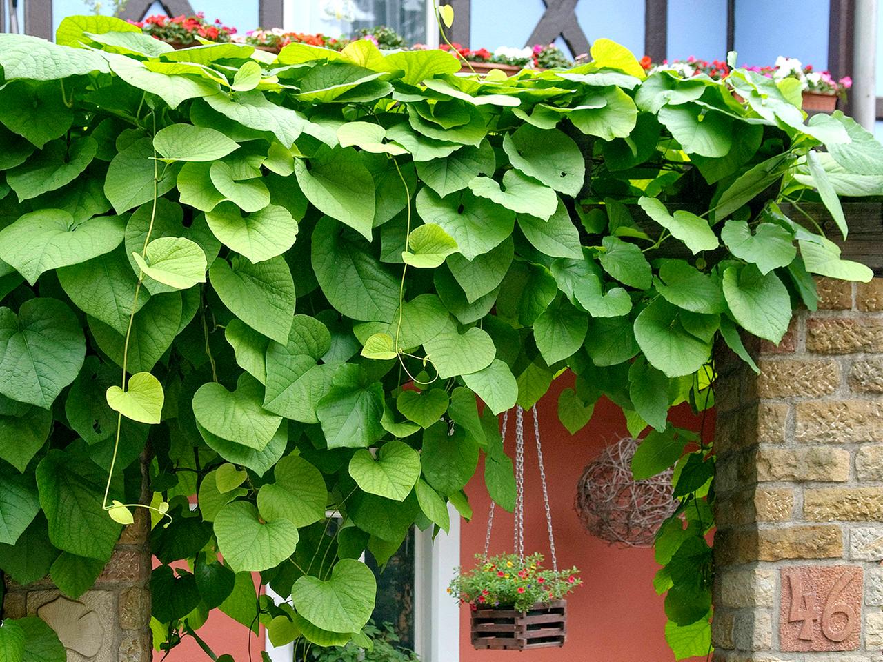 Blhender Sichtschutz fr die Terrasse