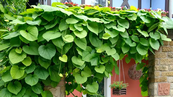 Eine Großblättrige Pfeifenwinde klettert an einem Zaun