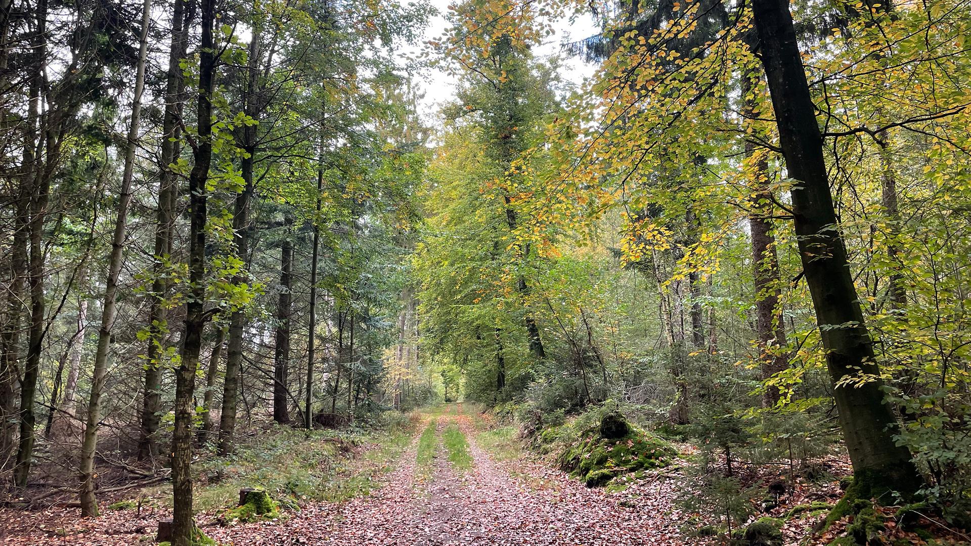 Erste Waldstrategie für Schleswig-Holstein