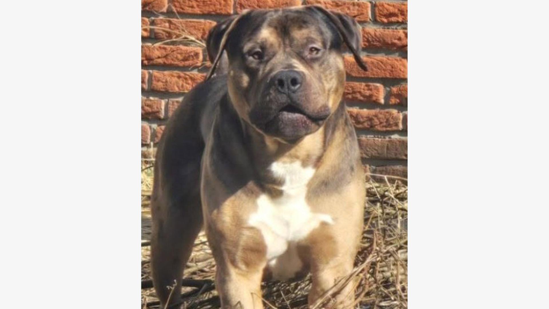 American Bully 