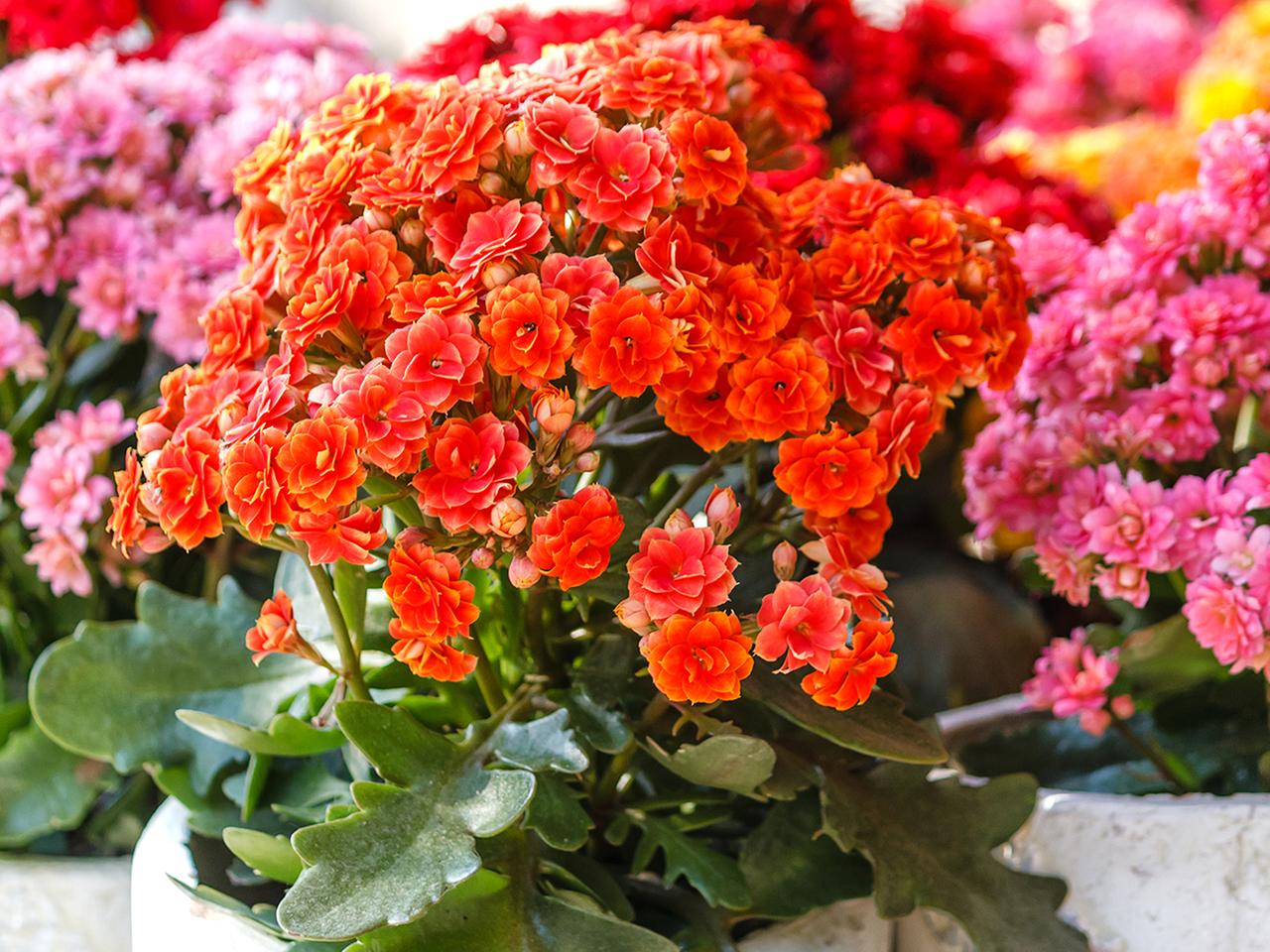 Flammendes Kthchen: Die richtige Pflege fr die Kalanchoe-Art | ndr.de