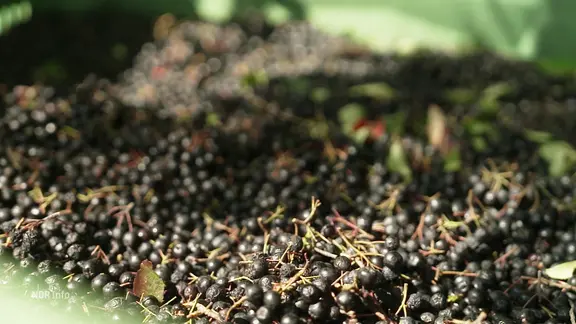 Aroniabeeren