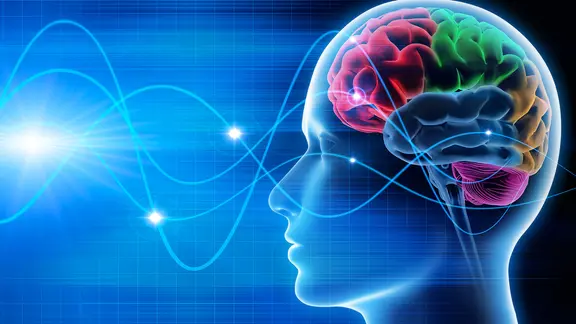 Ein transparenter menschlicher Kopf mit farbig gekennzeichneten Gehirnarealen.