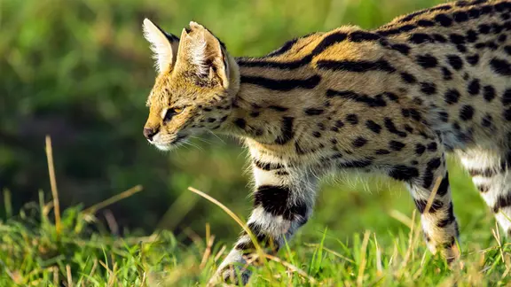 Ein lauerndes Serval-Weibchen auf der Jagd. Die Katzen orientieren sich vor allem an Geräuschen im Gras.