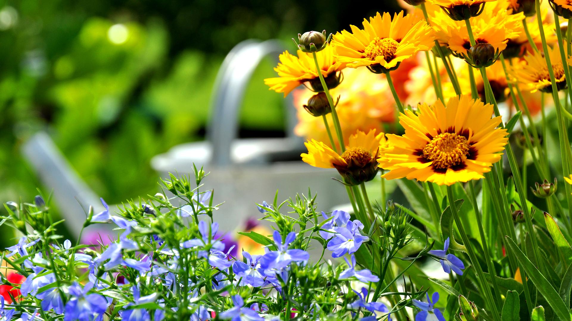 Warnemünde blüht: 7.400 Sommerblumen gepflanzt