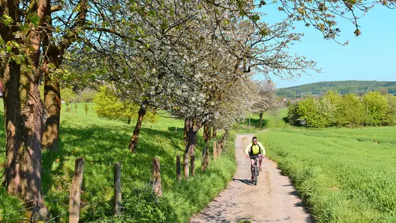 Radfahrer auf einem Weg zwischen blühenden Bäumen im Geopark Terra.Vita.