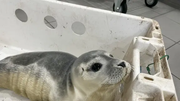 Feuerwehrleute übergeben den Heuler an die Seehundstation.