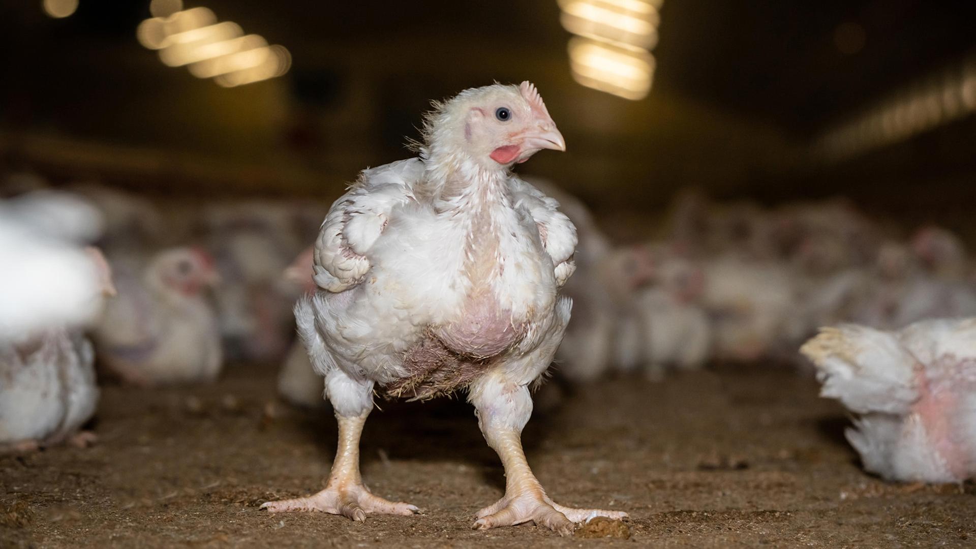 Konventionelle Hähnchenmast. Junger Broiler steht zwischen seinen Artgenossen in einer Mastanlage. | picture alliance, Countrypixel, FRP