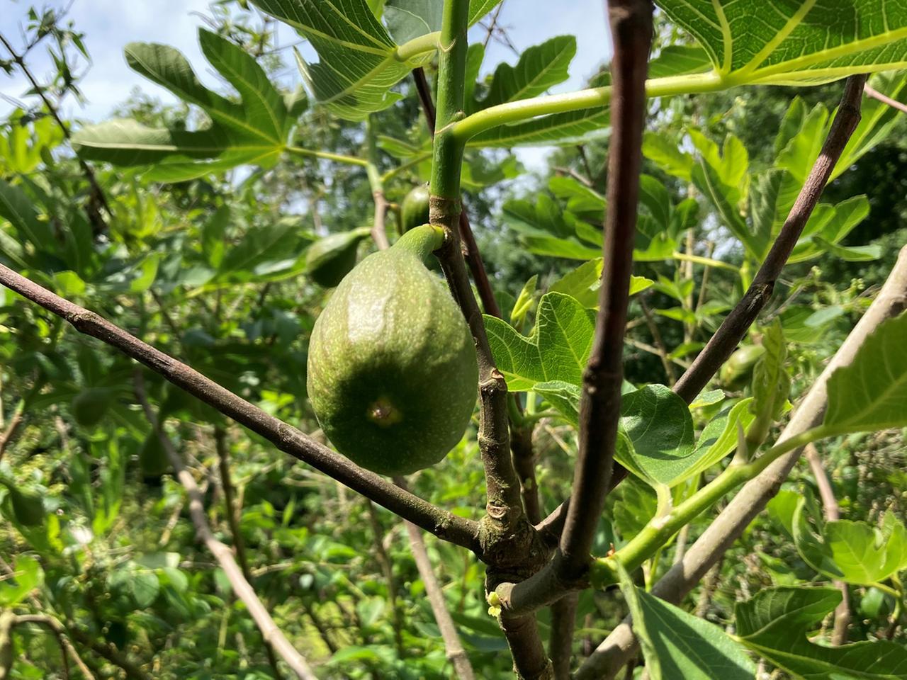 Phnologischer Kalender: Was im Garten im Sptherbst zu tun ist