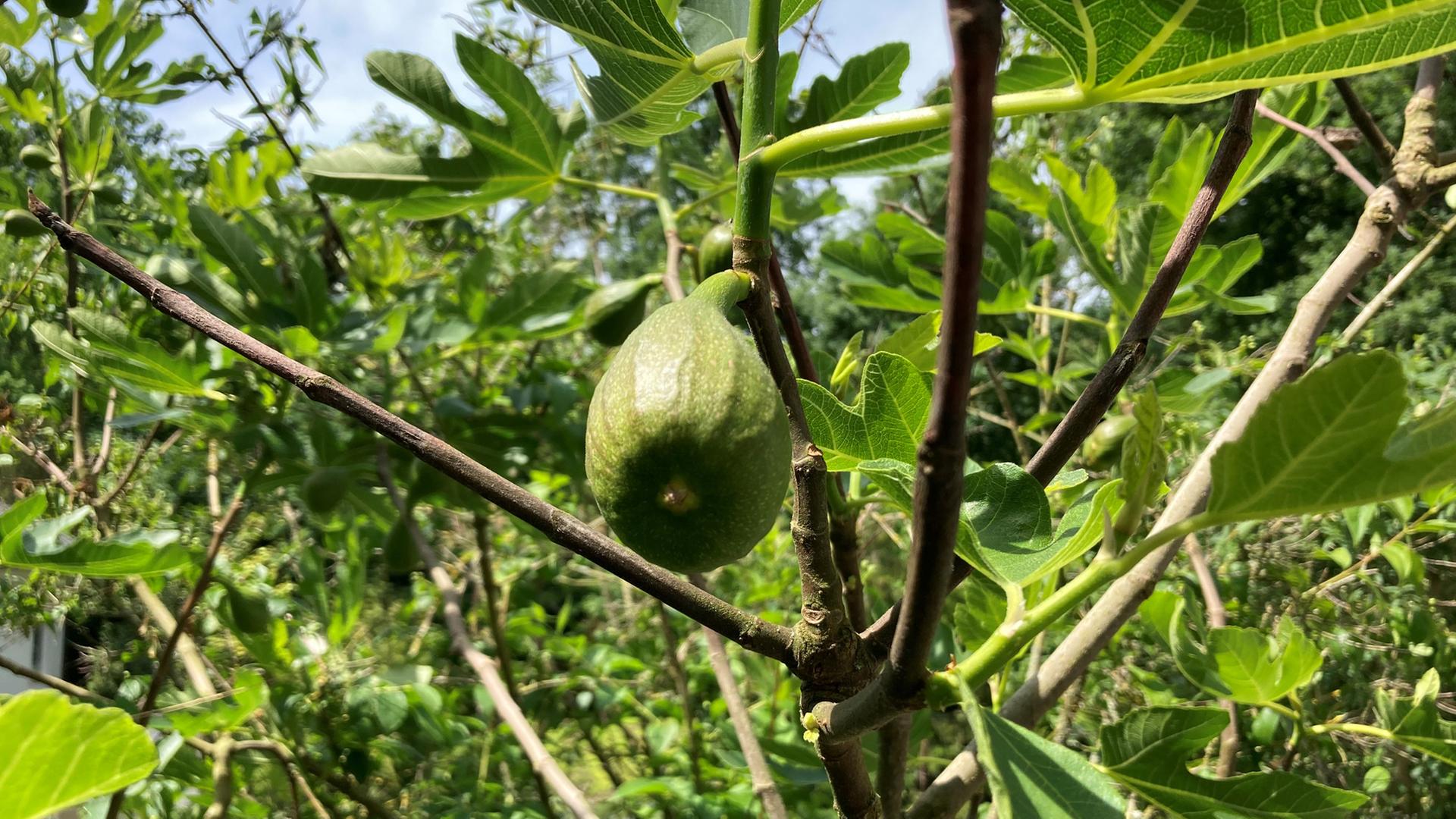 Phnologischer Kalender: Was im Garten im Sptherbst zu tun ist