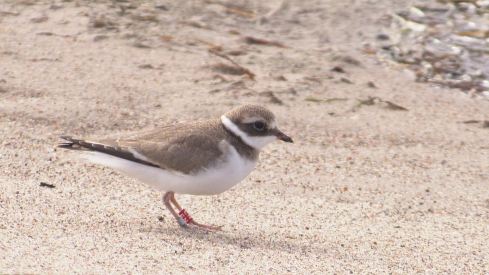 Streit um Vögel: Wird der Sandregenpfeifer gut genug geschützt?